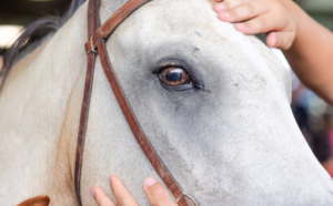 Read more about the article AI Tool for Detecting Eye Disease in Horses