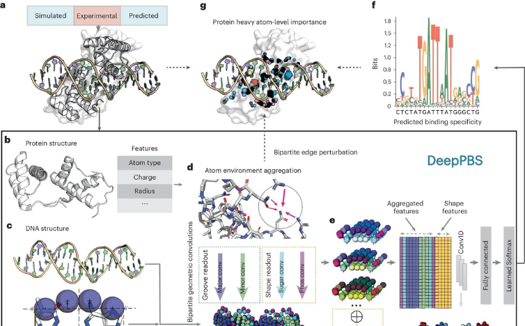 You are currently viewing AI Predicts Protein–DNA Binding for Faster Drug Development