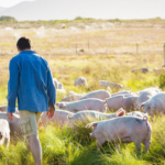 AI Tool Helps Farmers Understand Pig Emotions