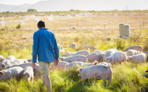 Read more about the article AI Tool Helps Farmers Understand Pig Emotions