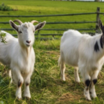 AI Could Help Detect Pain in Goats by Reading Their Faces