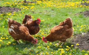 Read more about the article Farmers Use IoT and AI to Boost Chicken Health and Egg Yield