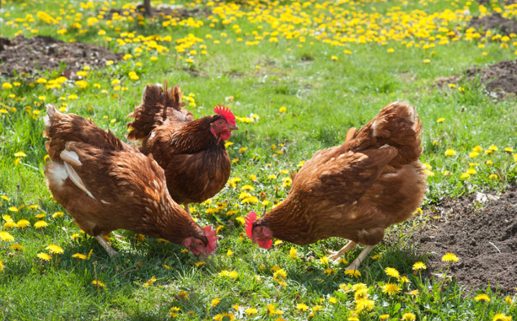 You are currently viewing Farmers Use IoT and AI to Boost Chicken Health and Egg Yield