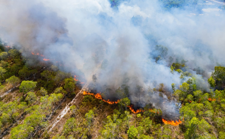 You are currently viewing AI Startup Protects Forests from Fire