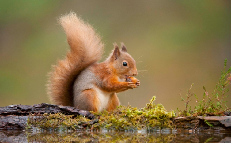 You are currently viewing AI Tool Helps Protect Red Squirrels from Grey Squirrels