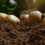 AI Helps Predict Potato Growth Using Microbiology