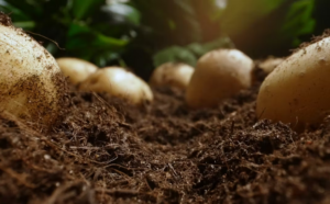 Read more about the article AI Helps Predict Potato Growth Using Microbiology