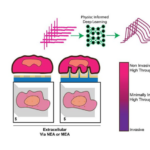 AI Reads Heart Cells’ Signals Without Invasive Methods