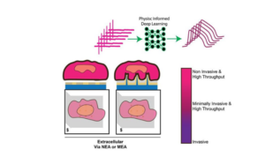 Read more about the article AI Reads Heart Cells’ Signals Without Invasive Methods