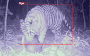 Read more about the article India Patents AI Camera Technology to Protect Wildlife