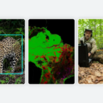 Google Launches New AI to Identify Wildlife