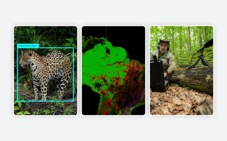 You are currently viewing Google Launches New AI to Identify Wildlife