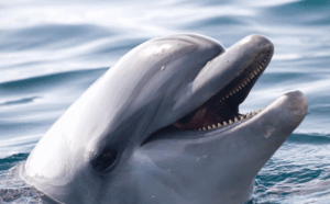 Read more about the article Google Uses AI to Help Understand Dolphin Language