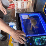 AI Helps Sort Crabs and Track Data for Seafood Businesses