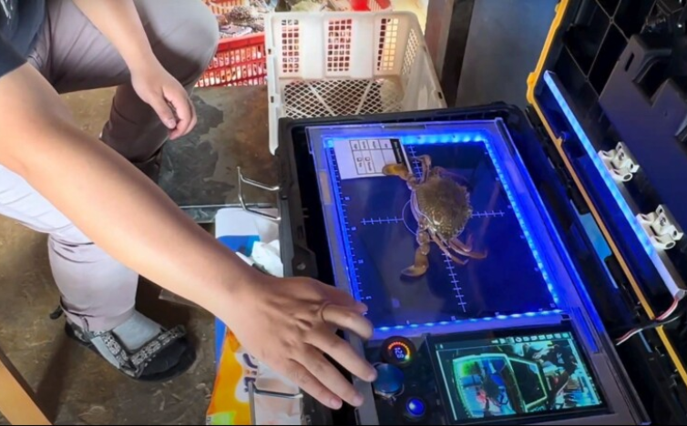 Read more about the article AI Helps Sort Crabs and Track Data for Seafood Businesses